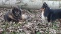 rudel (27)
